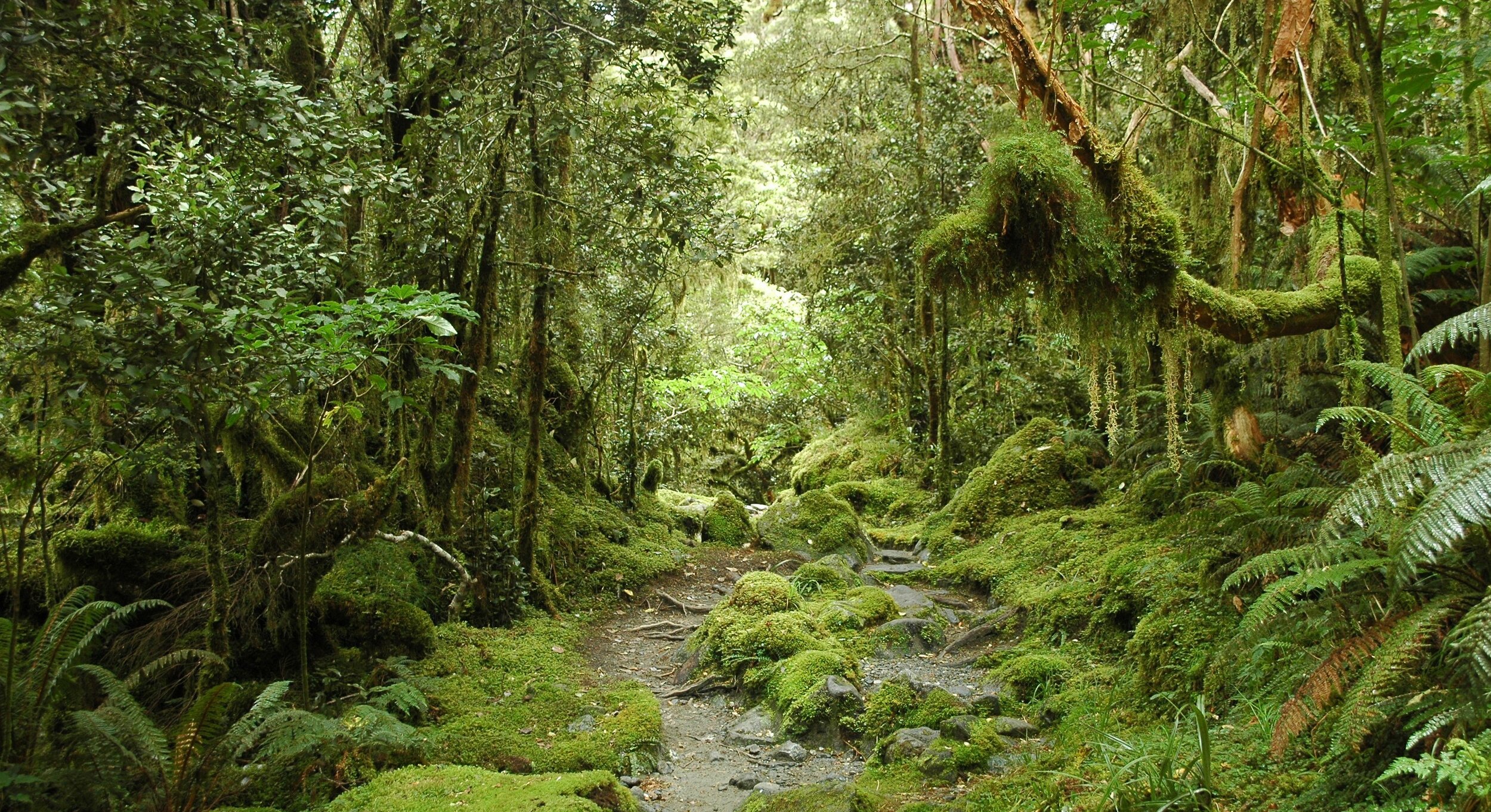 Photo of New Zealand forest